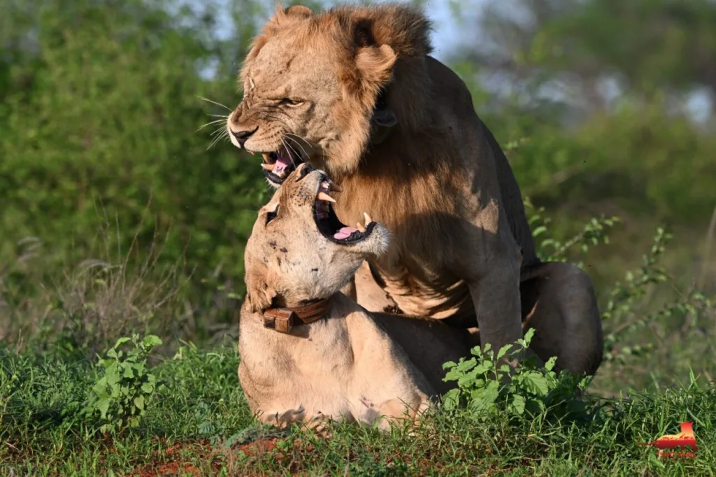journey into conservation science