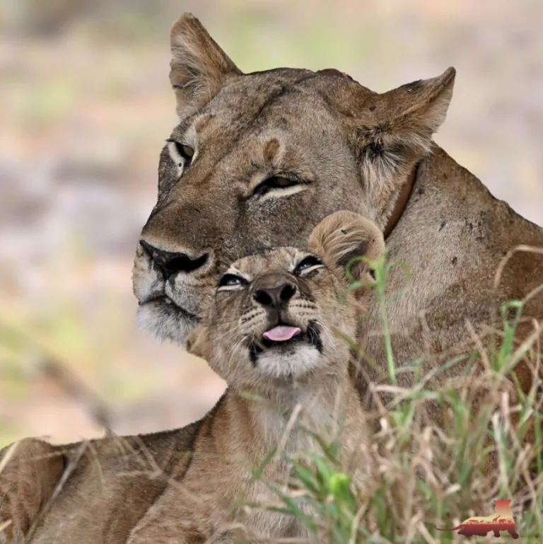 Lion Conservation with the Tsavo Simba Research Project