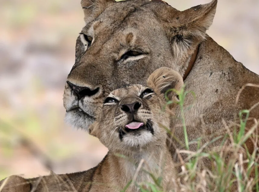 Lion Conservation with the Tsavo Simba Research Project