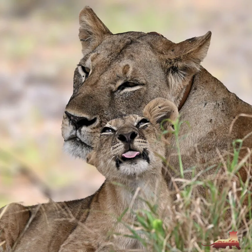 Lion Conservation with the Tsavo Simba Research Project