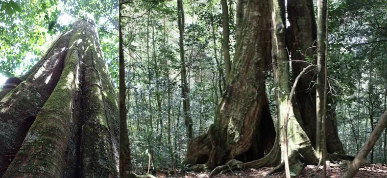 Mother-tree-in-Ngangao-Newtonia-buchanii-600x900