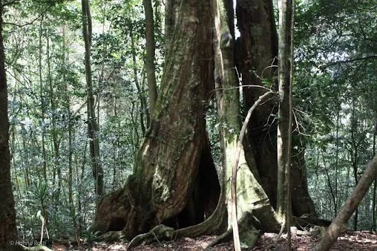 Taita Hills, Ngangao Forest