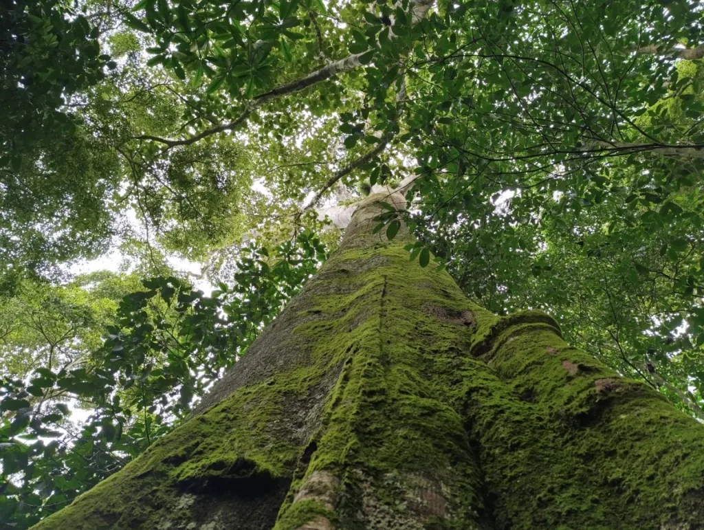 Mother-tree-in-Ngangao-Newtonia-buchanii-